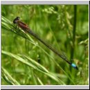 Ischnura elegans - Grosse Pechlibelle w02.jpg